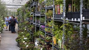 Racks of plants at Four Oaks
